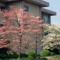 栃木県立益子芳星高等学校